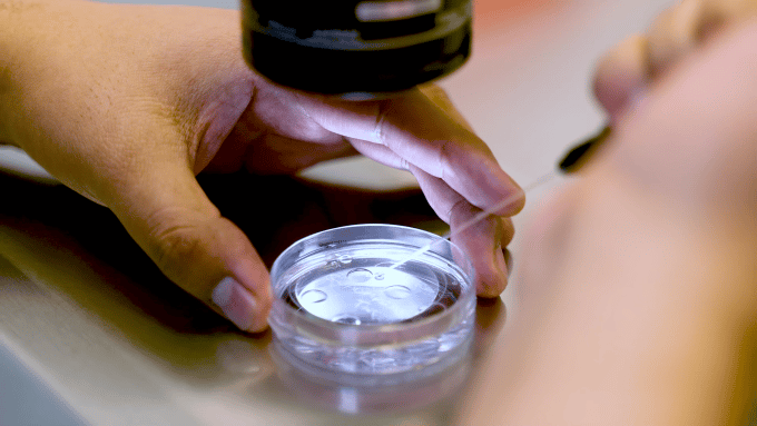 embryo analysis under the microscope