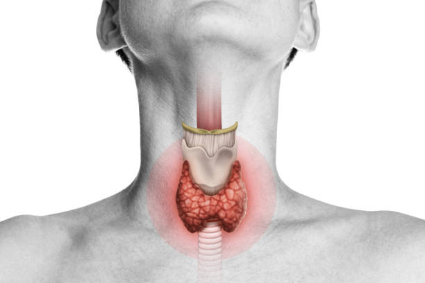 hypothyroidism-and-fertility-thyroid