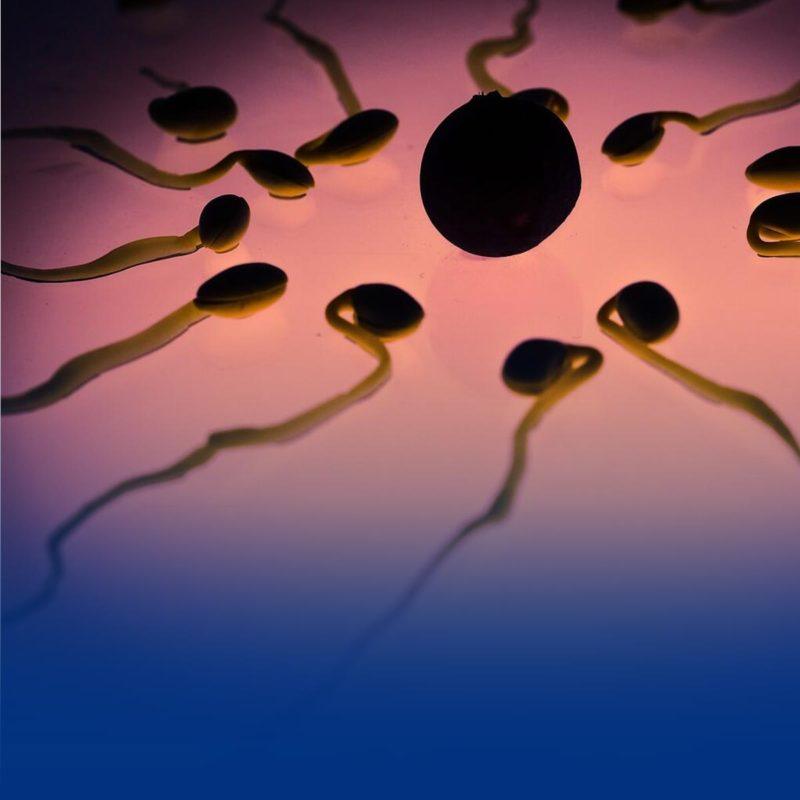 ovulo-y-espermatozoides-800x800