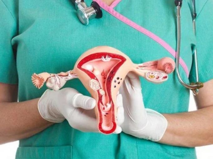 modelo-uterino-ejemplificando-anatomia-endometrio-regeneracion