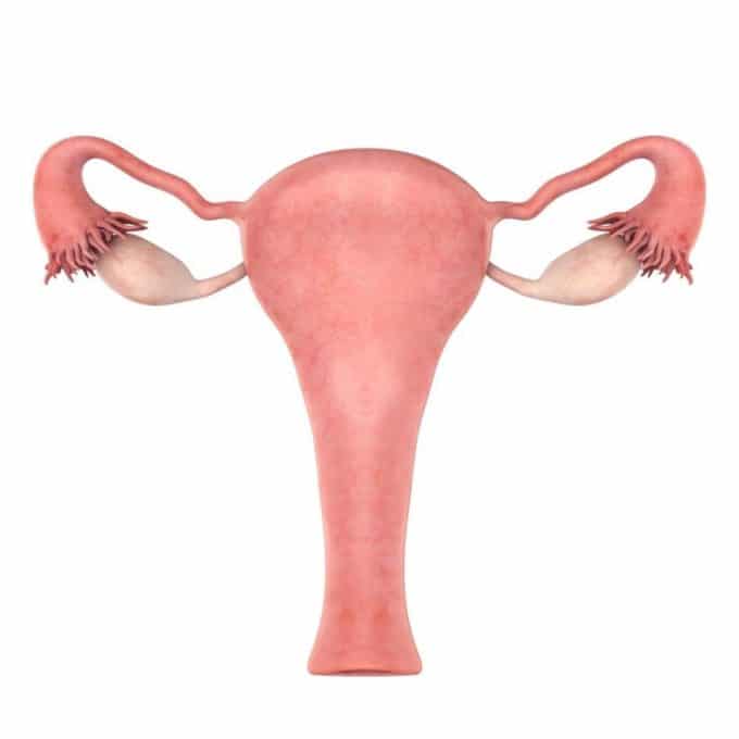 clamidia-causas-de-infertilidad-factor-tubarico-sintomas-utero
