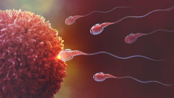 iingenes-ivf-in-vitro-fertilization-ovule-egg-sperm