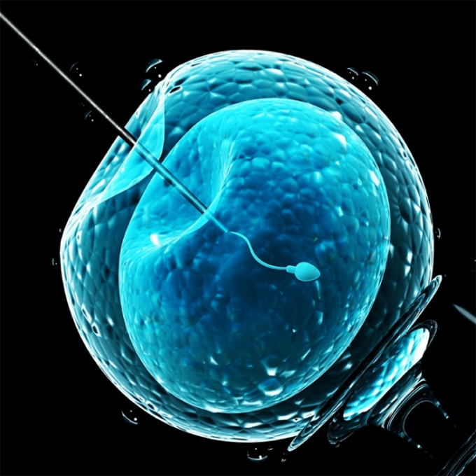 in-vitro-fertilization-by-picsi-technique-viewed-from-a-microscope