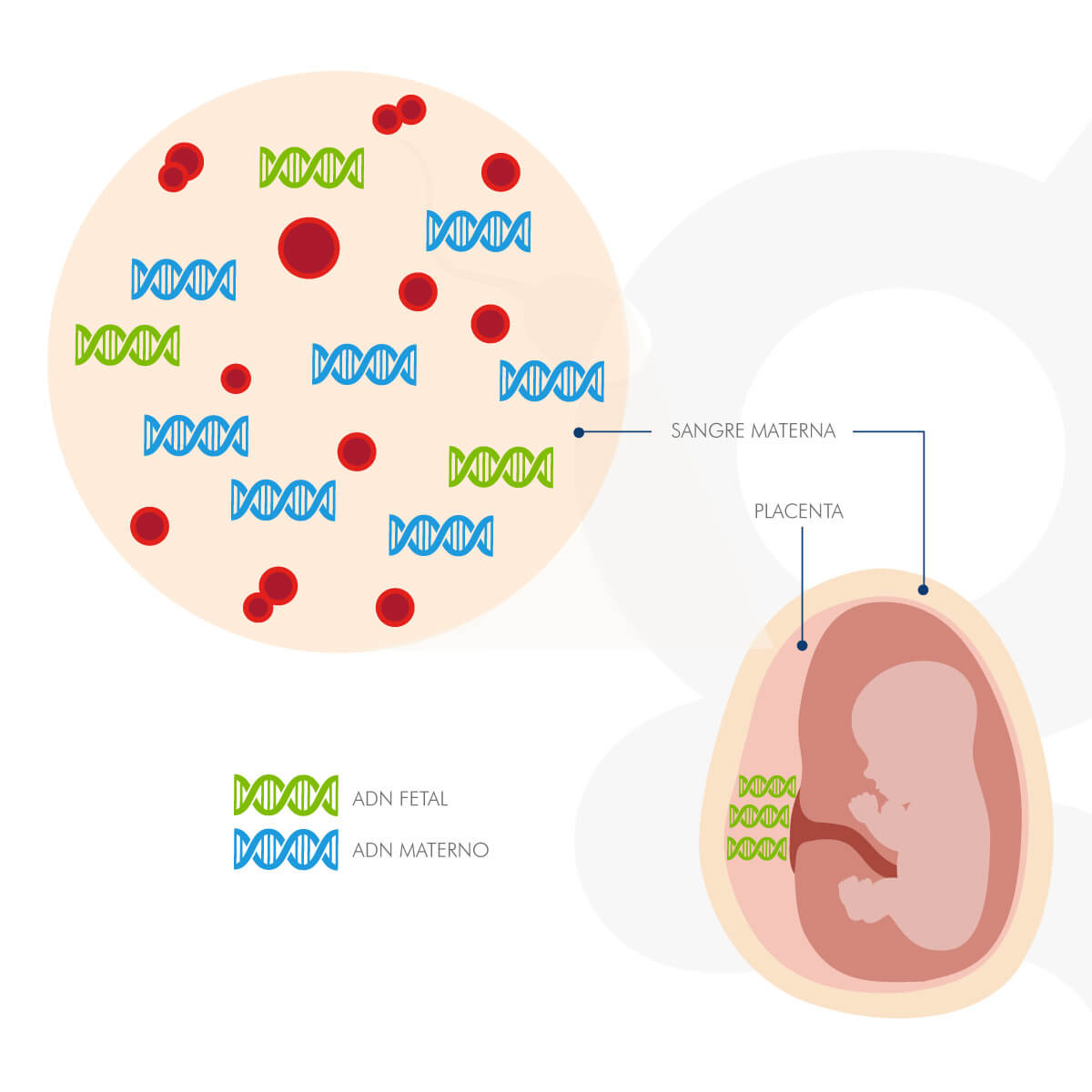 test-prenatal-no-invasivo-clarix