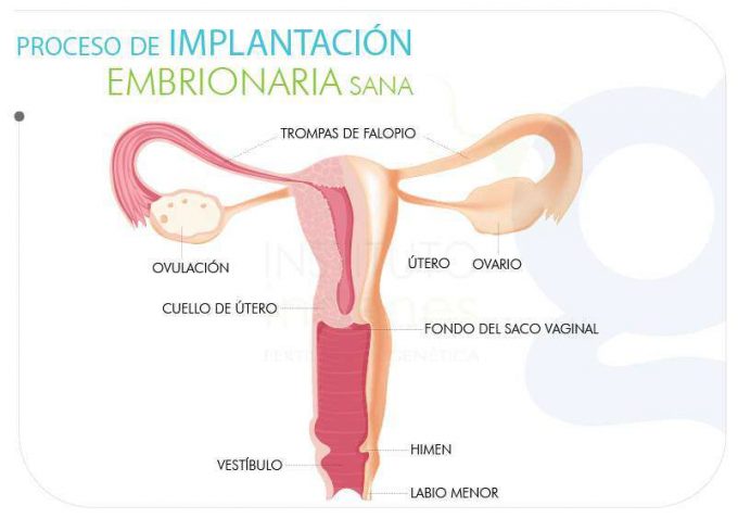 microbiota-puede-afectar-tu-fertilidad-ilustracion-aparato-reproductor-femenino-con-proceso-de-implantacion-embrionaria-sana